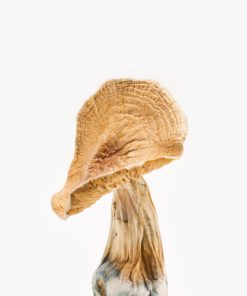 African Kobe Magic Mushrooms
