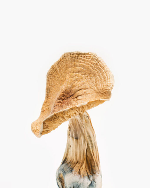 African Kobe Magic Mushrooms African Kobe Magic Mushrooms