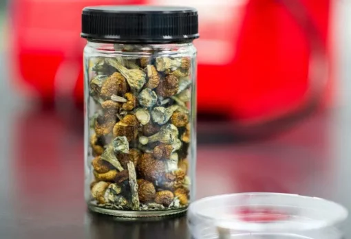 African Transkei Magic Mushrooms African Transkei Magic Mushrooms