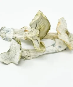 Albino A+ Magic Mushroom