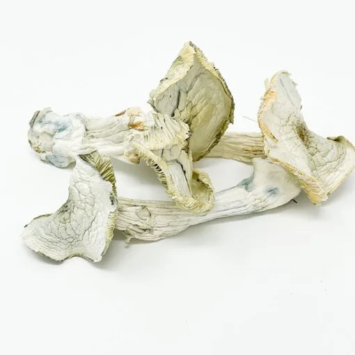 Albino A+ Magic Mushroom Albino A+ Magic Mushroom