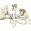 Albino Cambodian Psilocybe Cubensis