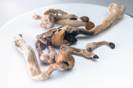 Amazonian Magic Mushrooms Amazonian Magic Mushrooms