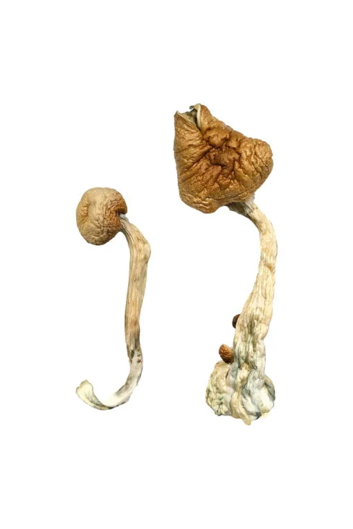 B+ Magic Mushrooms B+ Magic Mushrooms