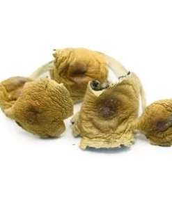 Big Daddy Psilocybe Cubensis