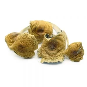 Big Daddy Psilocybe Cubensis Big Daddy Psilocybe Cubensis