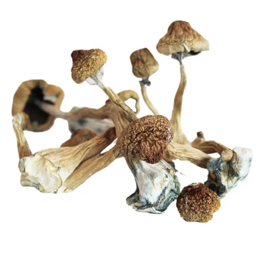 Blue Foot Mushroom Blue Foot Mushroom