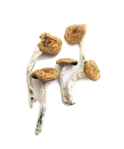 Burma Magic Mushrooms