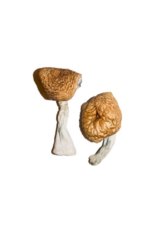 Burmese Magic Mushrooms Burmese Magic Mushrooms