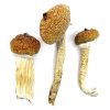 Blue Meanie Magic Mushroom
