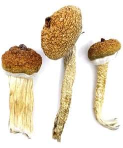 Blue Meanie Magic Mushroom