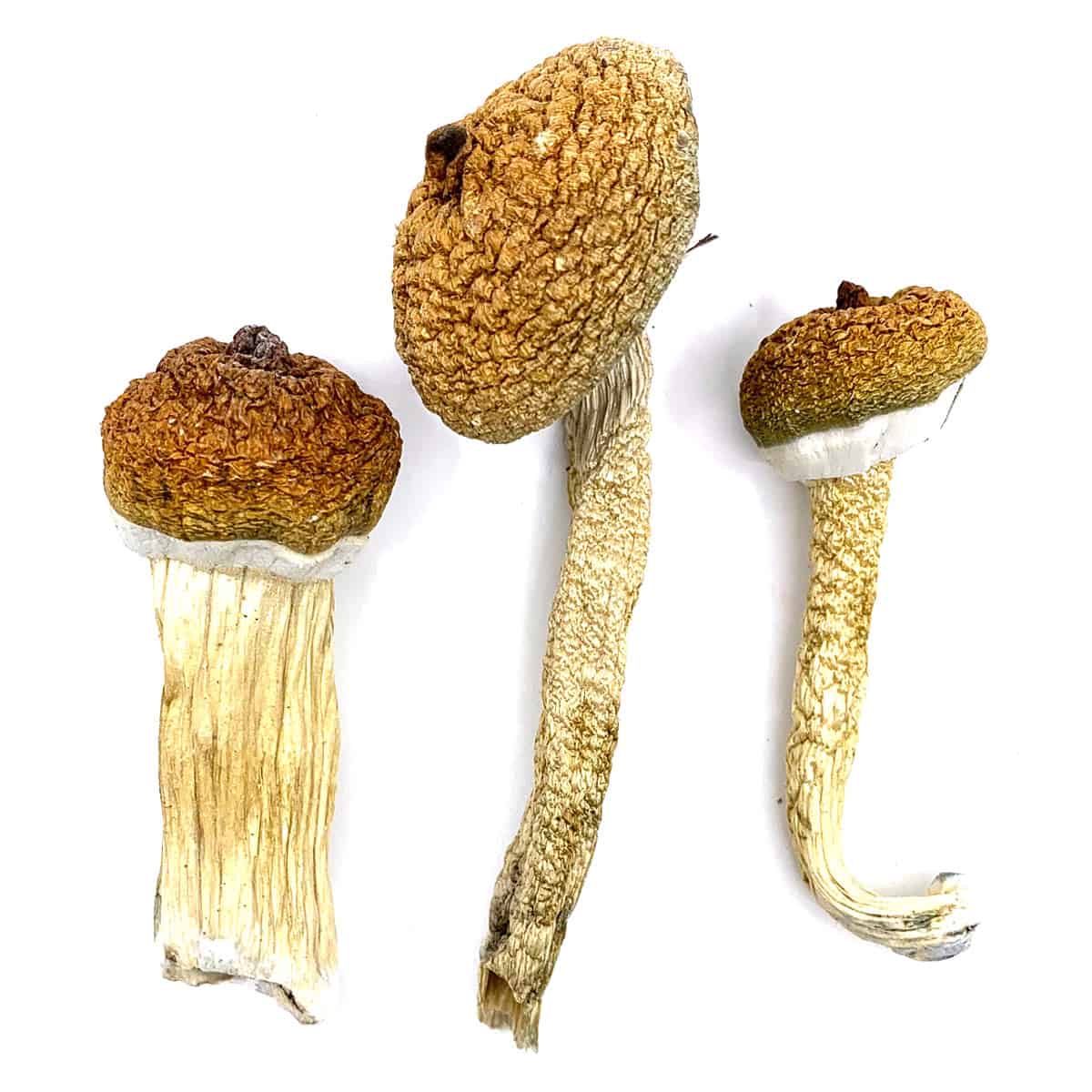 Buy Blue Meanie Magic Mushroom Blue Meanie Magic Mushroom