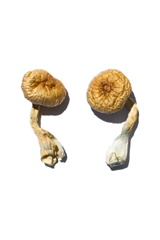 Cambodian Gold Magic Mushrooms Cambodian Gold Magic Mushrooms