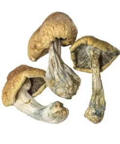 Cambodian Magic Mushrooms