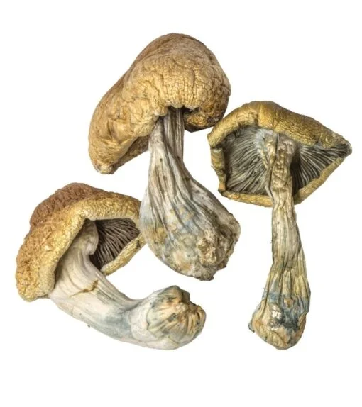 Cambodian Magic Mushrooms Cambodian Magic Mushrooms