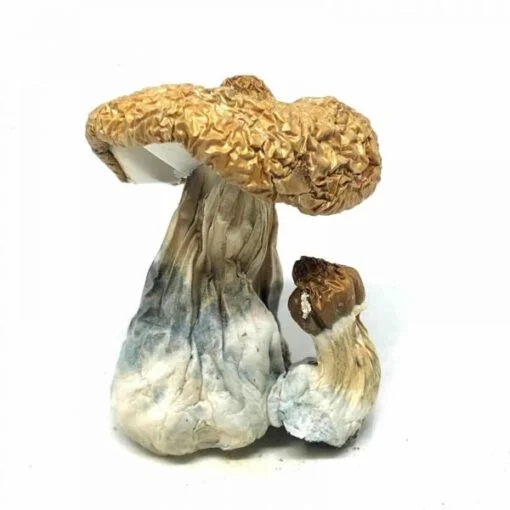 Costa Rican Magic Mushrooms Costa Rican Magic Mushrooms