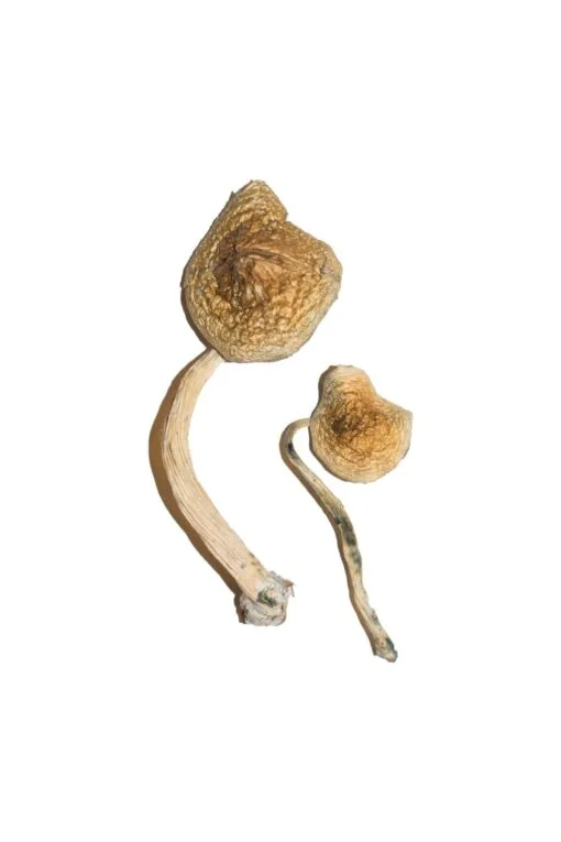 Cuban Magic Mushrooms Cuban Magic Mushrooms