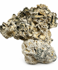 Enigma Magic Mushrooms USA