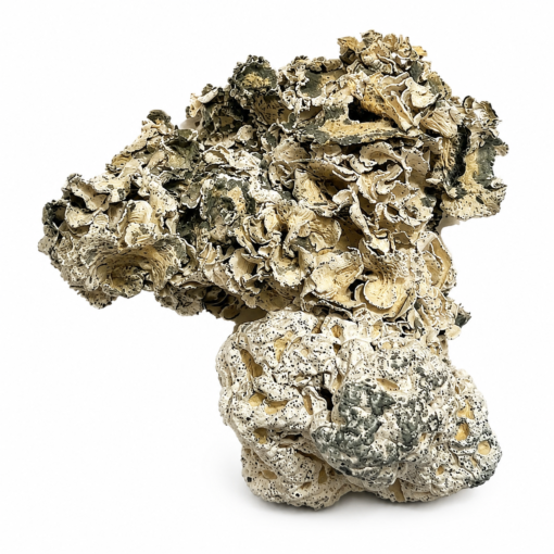 Enigma Magic Mushrooms Enigma Magic Mushrooms USA