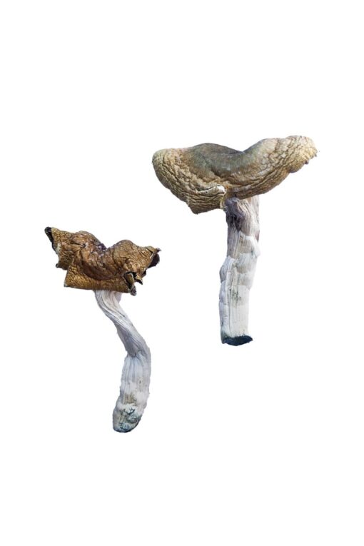 Florida White (F+) Magic Mushrooms Florida White (F+) Magic Mushrooms