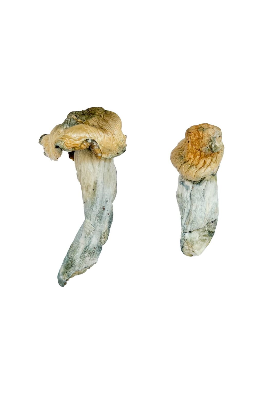 Gold-Member Magic Mushrooms Gold-Member Magic Mushrooms