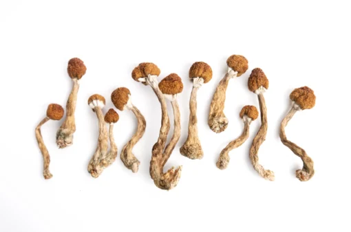 Golden Mammoth Magic Mushrooms Golden Mammoth Magic Mushrooms