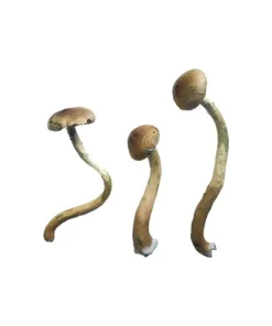 1gram, 3.5 grams, 7 grams, 14 grams, 28 grams