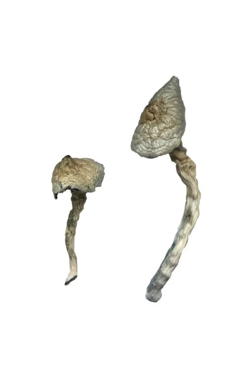Great White Monster Magic Mushrooms Great White Monster Magic Mushrooms