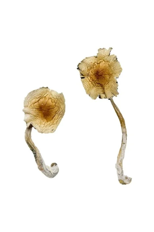 Guadalajara Mexico Magic Mushrooms1