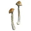Buy HillBilly Magic Mushrooms USA