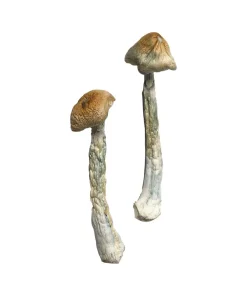 Buy HillBilly Magic Mushrooms USA
