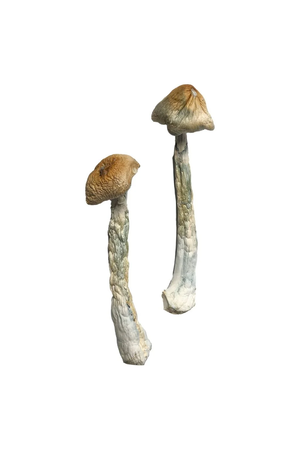 HillBilly Magic Mushrooms Buy HillBilly Magic Mushrooms USA
