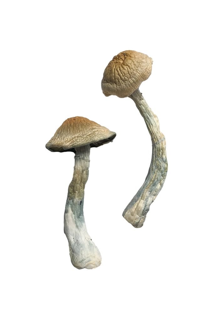 HillBilly Magic Mushroomsxx