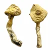 Jack Frost Magic Mushrooms For Sale