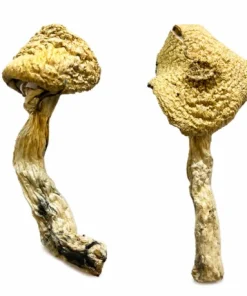 Jack Frost Magic Mushrooms For Sale