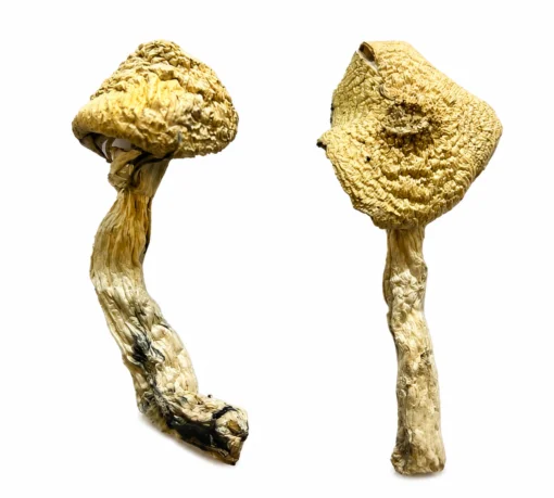 Jack Frost Magic Mushrooms Jack Frost Magic Mushrooms For Sale