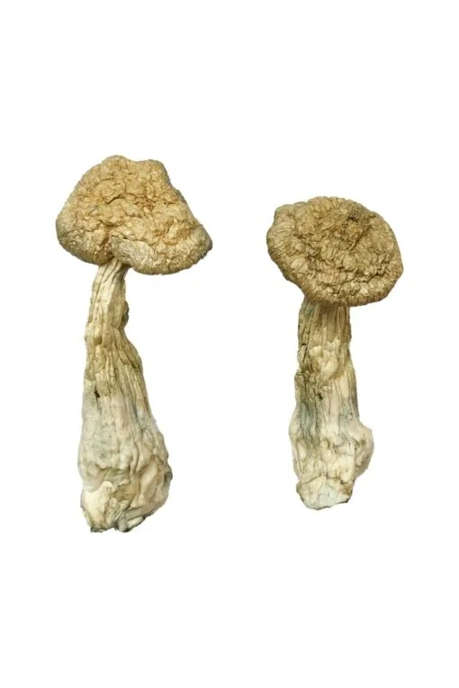 Leucistic Burma Magic Mushrooms Leucistic Burma Magic Mushrooms