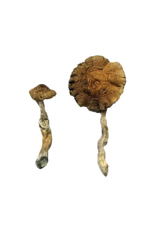 Lizard King Magic Mushrooms Lizard King Magic Mushrooms