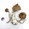 Lizard King Psilocybe Cubensis