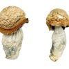 Makilla Gorilla Magic Mushrooms