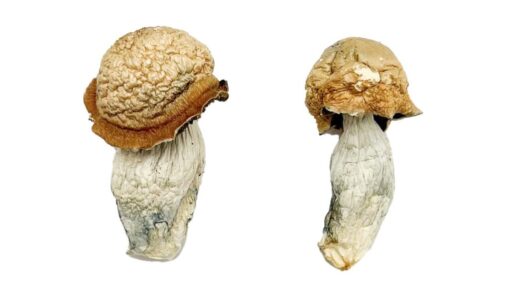 Makilla Gorilla Magic Mushrooms Makilla Gorilla Magic Mushrooms
