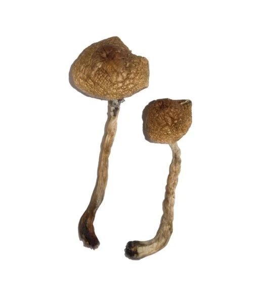 Malabar Magic Mushrooms Malabar Magic Mushrooms
