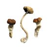 Buy Malaysian Magic Mushrooms USA