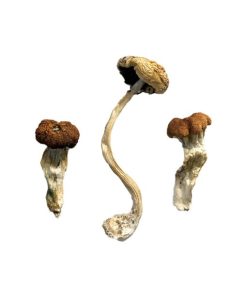 Buy Malaysian Magic Mushrooms USA