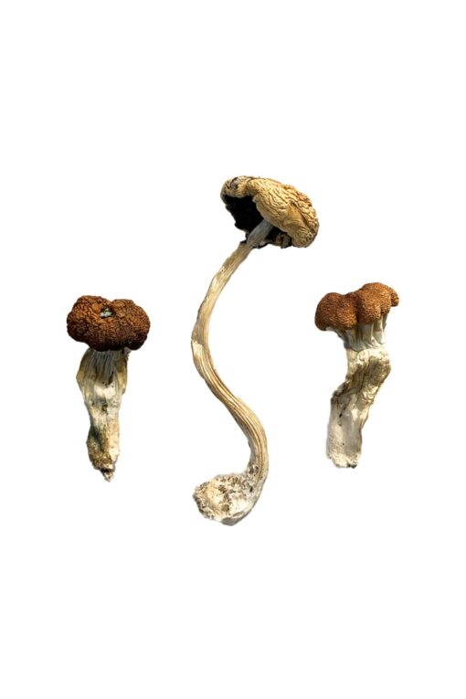 Malaysian Mushrooms Buy Malaysian Magic Mushrooms USA