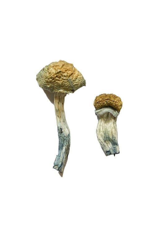 Mazatapec Magic Mushrooms Mazatapec Magic Mushrooms