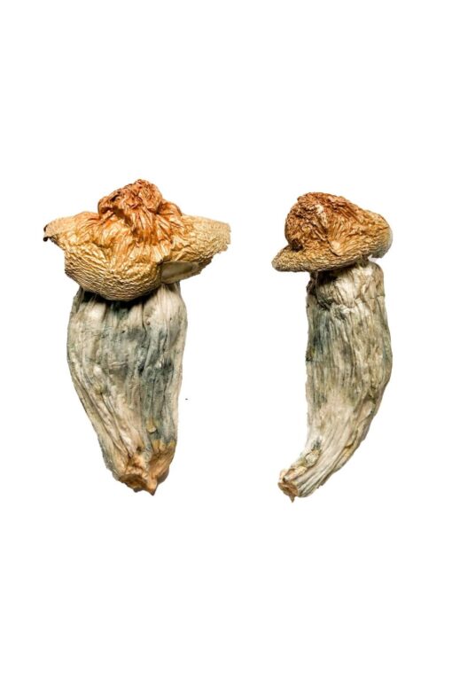 Melmac (Homestead Penis Envy) Magic Mushrooms Melmac (Homestead Penis Envy) Magic Mushrooms