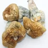 Melmac PE Magic Mushrooms