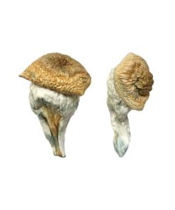 Mystery Fatass Magic Mushrooms