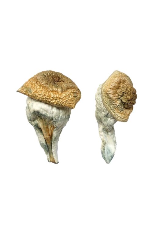 Mystery Fatass Magic Mushrooms Mystery Fatass Magic Mushrooms